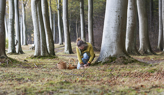 Foraging swedish style